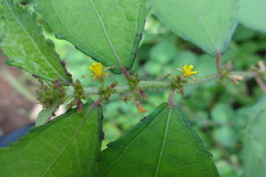 Triumfetta pentandra